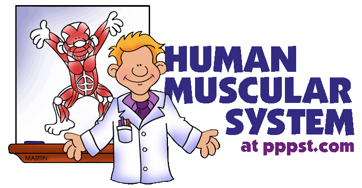 Presentations In Powerpoint Format For Human Muscular System Pk 12