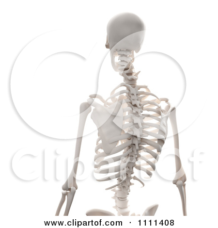 Clipart 3d Human Skeleton Featuring The Spine   Royalty Free Cgi