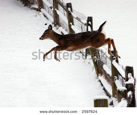 Deer Jumping Over Fence Clipart White Tail Deer Jumping A