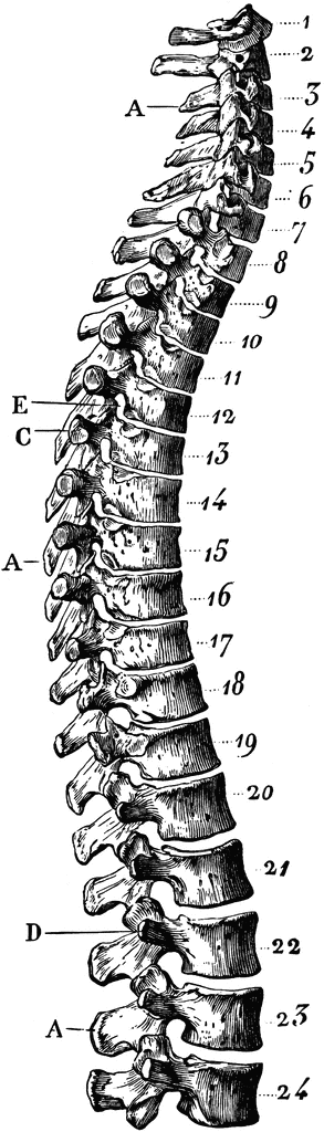 Human Spinal Column   Clipart Etc