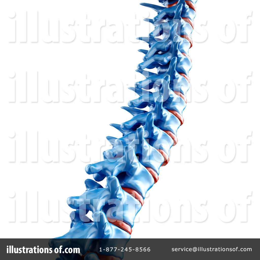 Human Spine Clipart Spine Clipart Illustration