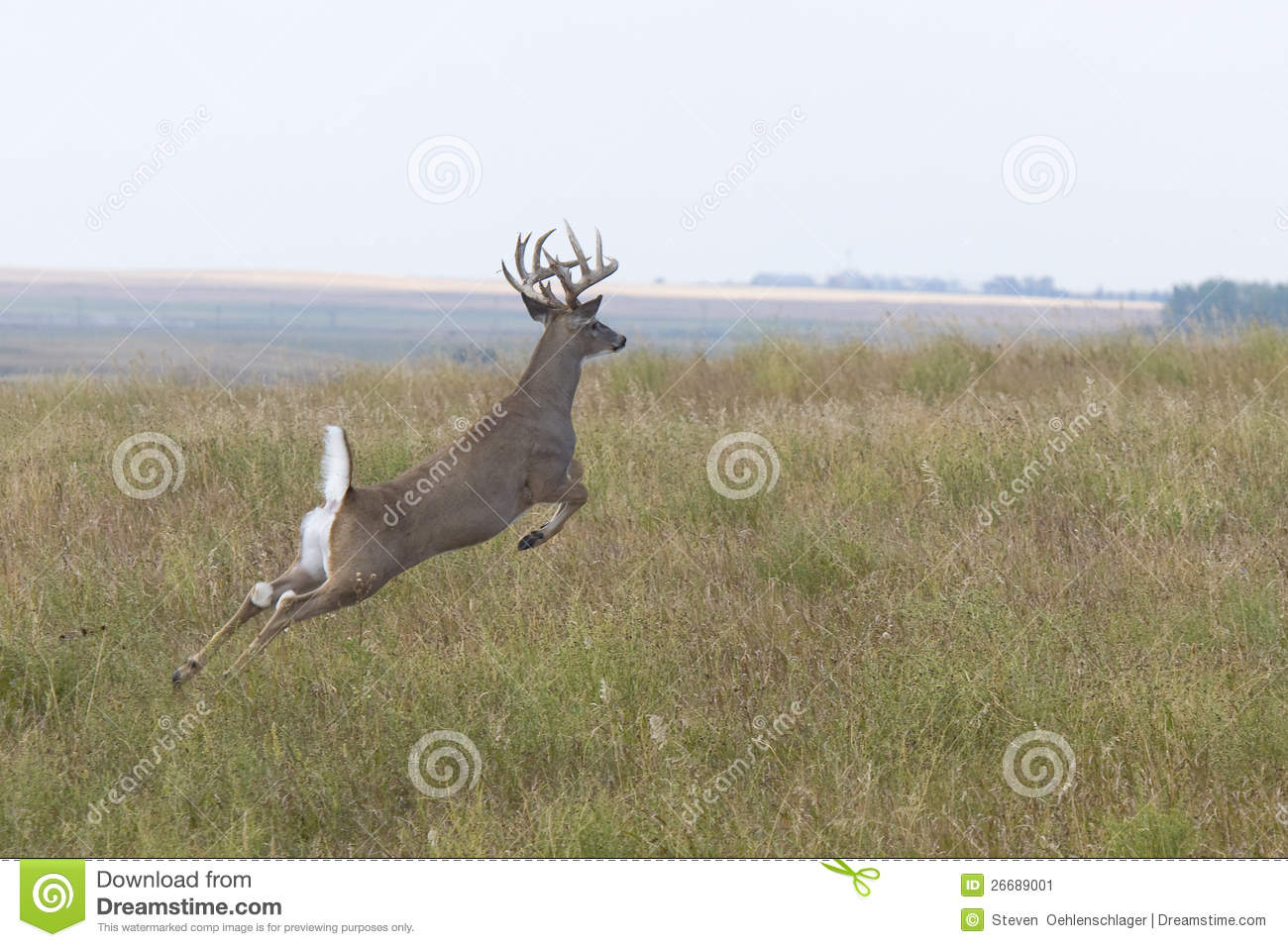 Large Trophy Whitetail Deer Jumping In The Prairie