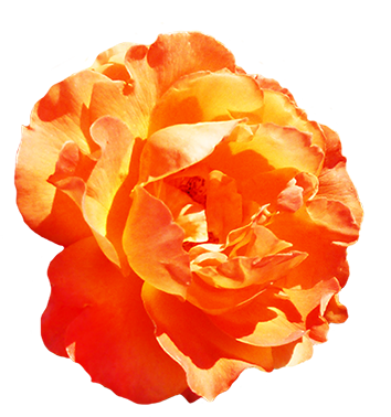 Orange Rose Clipart