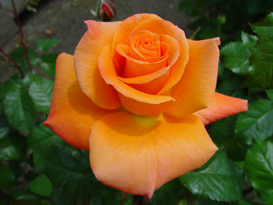 Orange Rose Clipart Image   Orange Rose