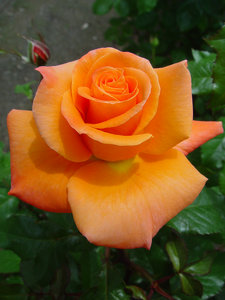 Orange Rose Clipart Image   Orange Rose Close Up