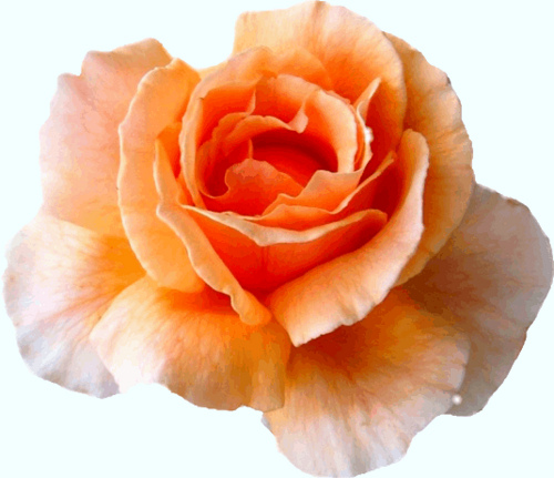 Orange Rose Clipart Peach Rose Clipart 13 Cm