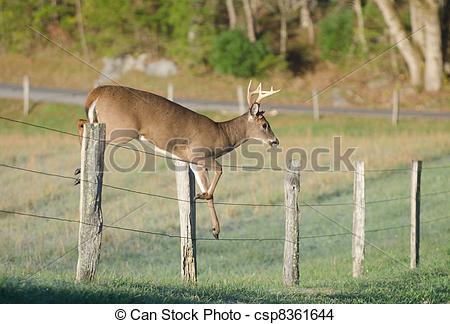 Photo Of Whitetail Deer Leaping Fence   Whitetail Deer Buck Jumping