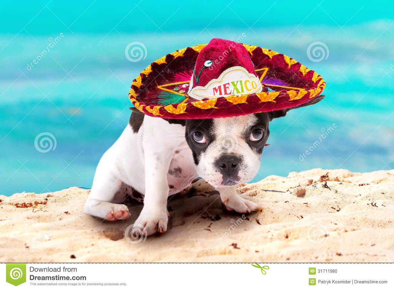 Puppy In Mexican Sombrero On The Beach Stock Photo   Image  31711980