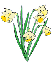 Webpage Clip Art Belliveau   Spring Clipart Daffodils