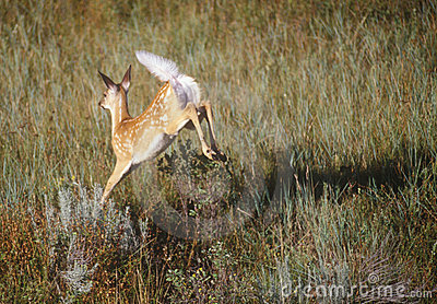Whitetailed Deer  Fawn With Spots  Leaping Through Tall Grass In