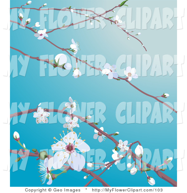 Clip Art Of White Cherry Blossoms And Buds On Cherry Tree Branches In