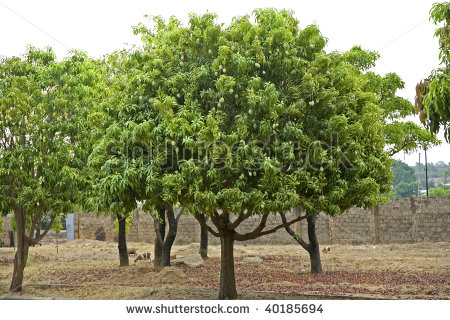 Mango Trees In Upper West Region Of Ghana Africa   Stock Photo