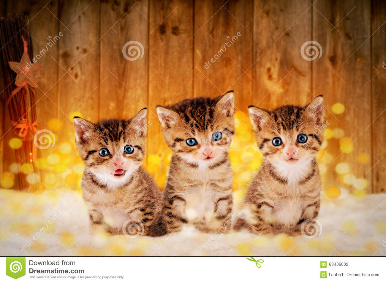 Stock Photo  Three Little Kittens Sitting In The Snow With Christmas