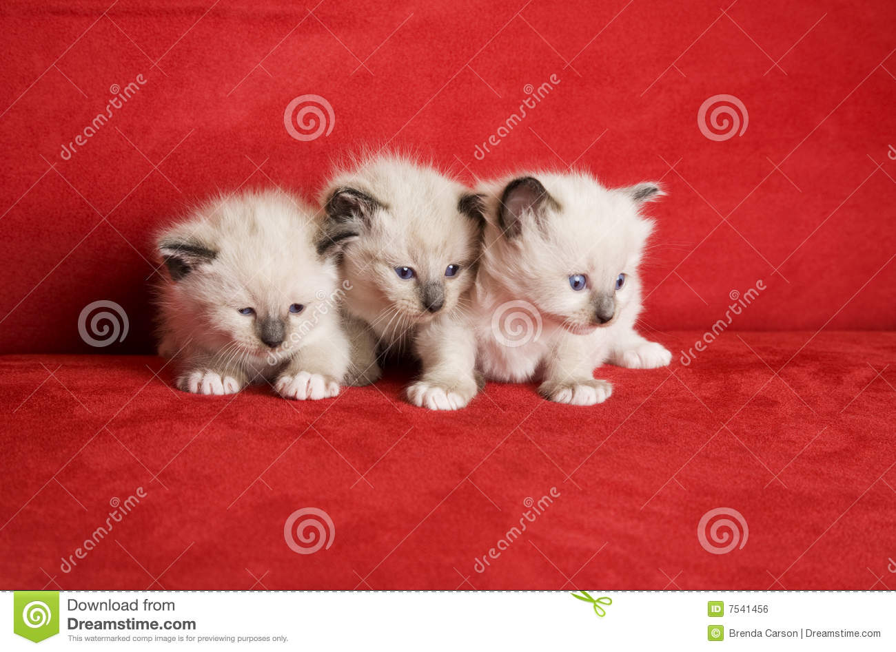Three Little Kittens In A Row  Snowshoe Lynx Point Siamese Kittens At