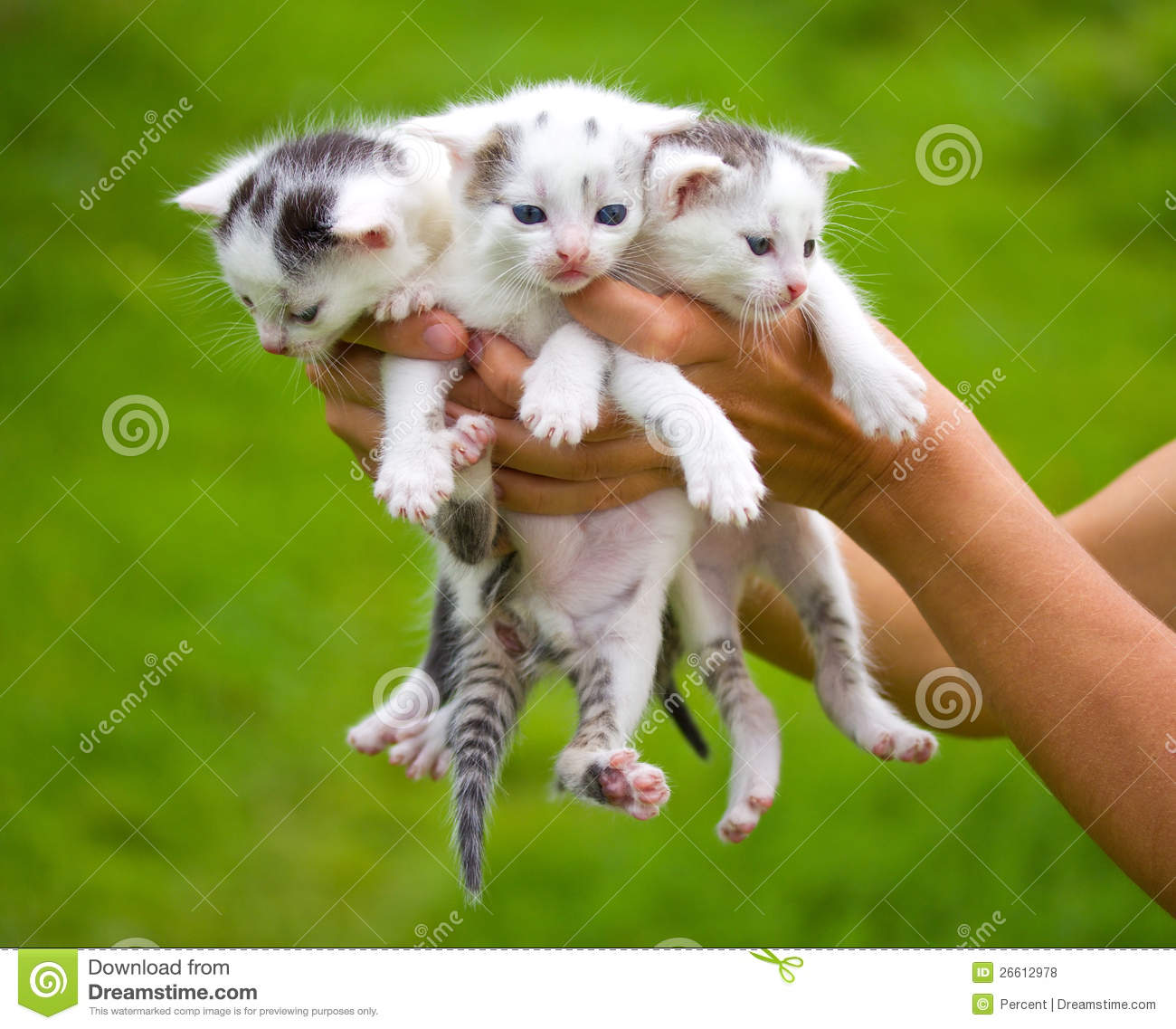 Three Little Kittens In Hands Royalty Free Stock Photos   Image    