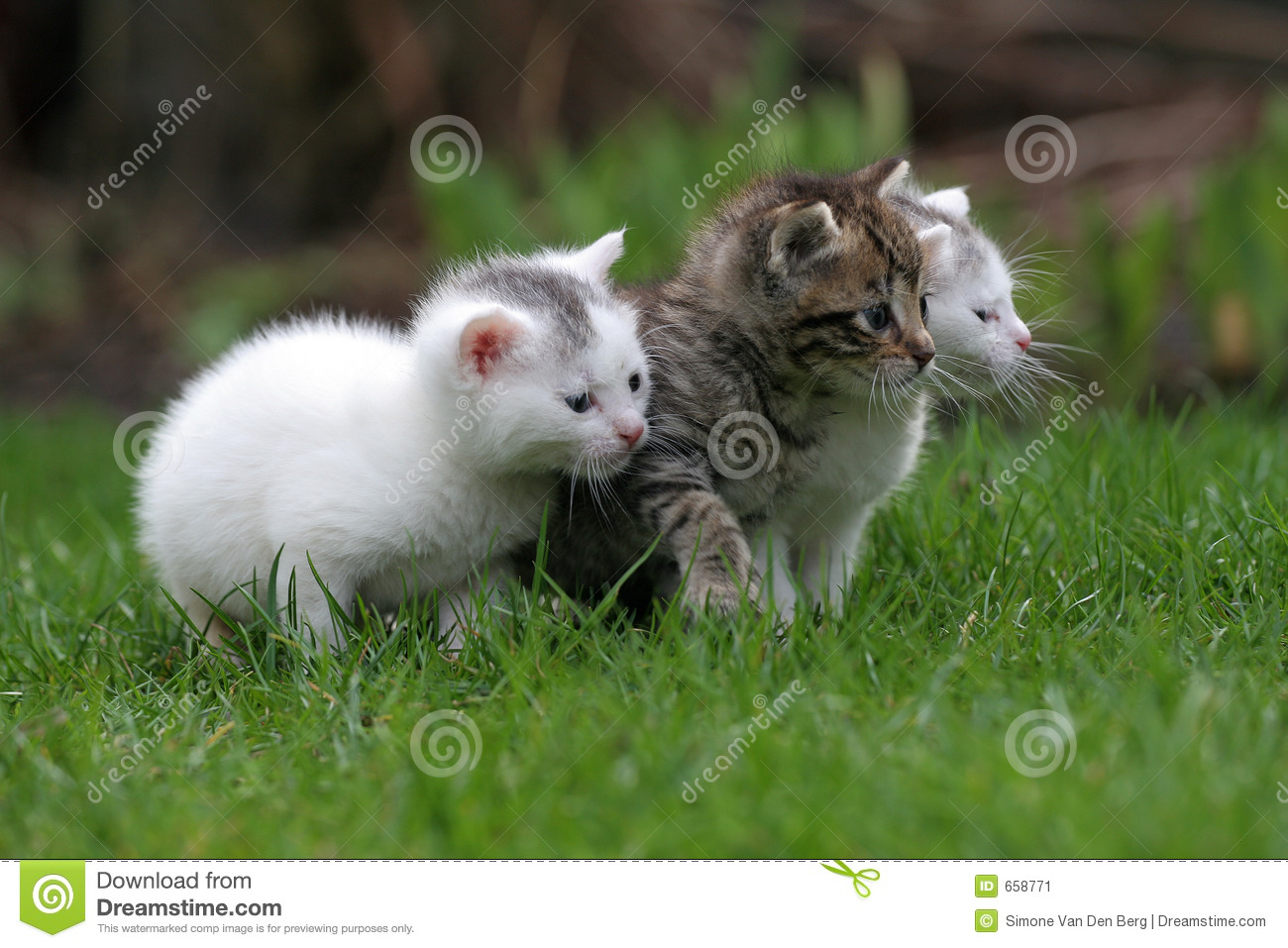 Three Little Kittens Sitting Outside In The Grass  Focus Is On Middle