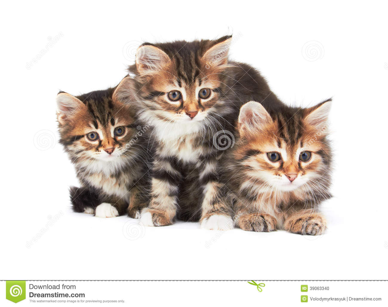 Three Little Kittens Stock Photo   Image  39063340