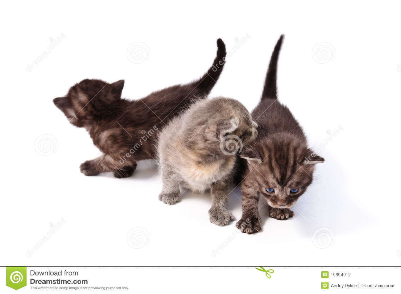 Three Little Kittens Stock Photography   Image  19894912