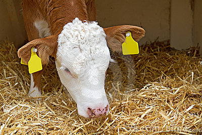 Baby Cow Calf In Straw Stock Photography   Image  22813382