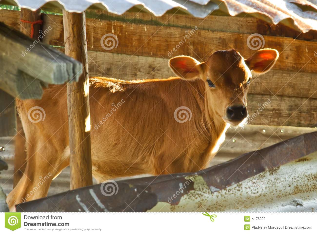 Baby Cow   Calf In The Farm Royalty Free Stock Photos   Image  4176338