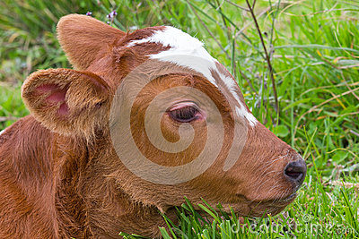 Closeup Of A Brown Baby Cow Calf