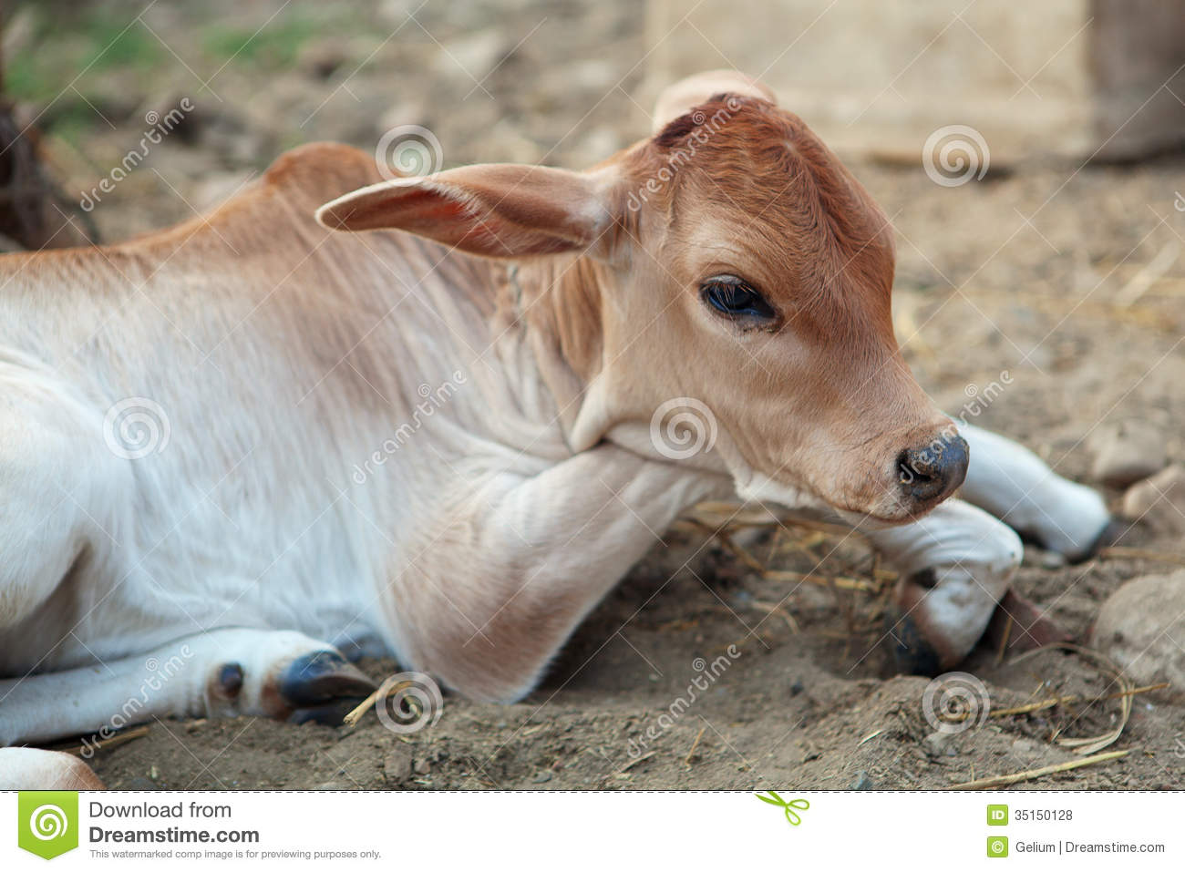 Displaying 18  Images For   Baby Calf Clipart   