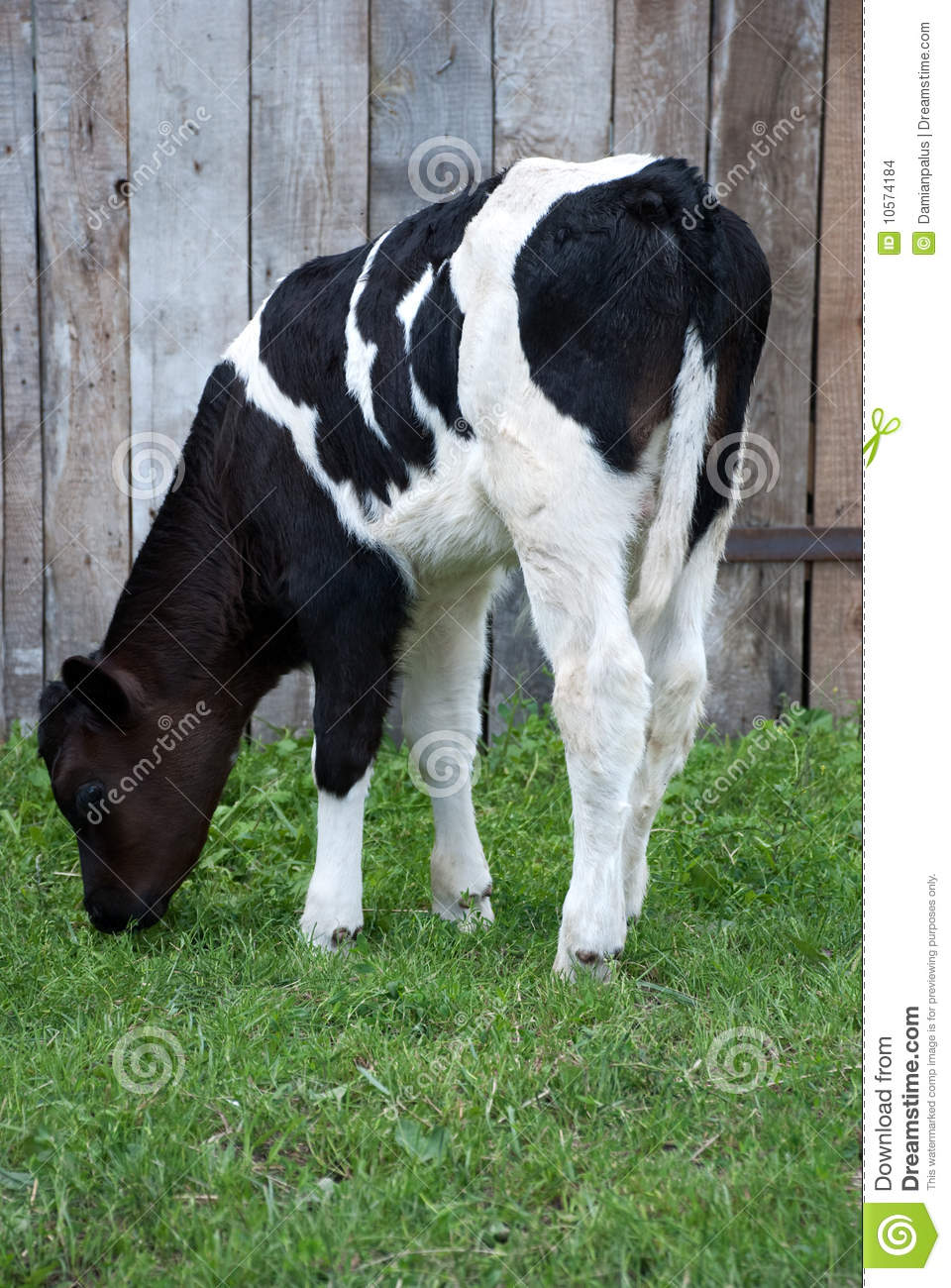 Grazing Black And White Juvenile Cow Calf With Wooden Building In    