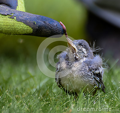 Hand Feeding A Worm To A Baby Bird On A Patch Of Grass