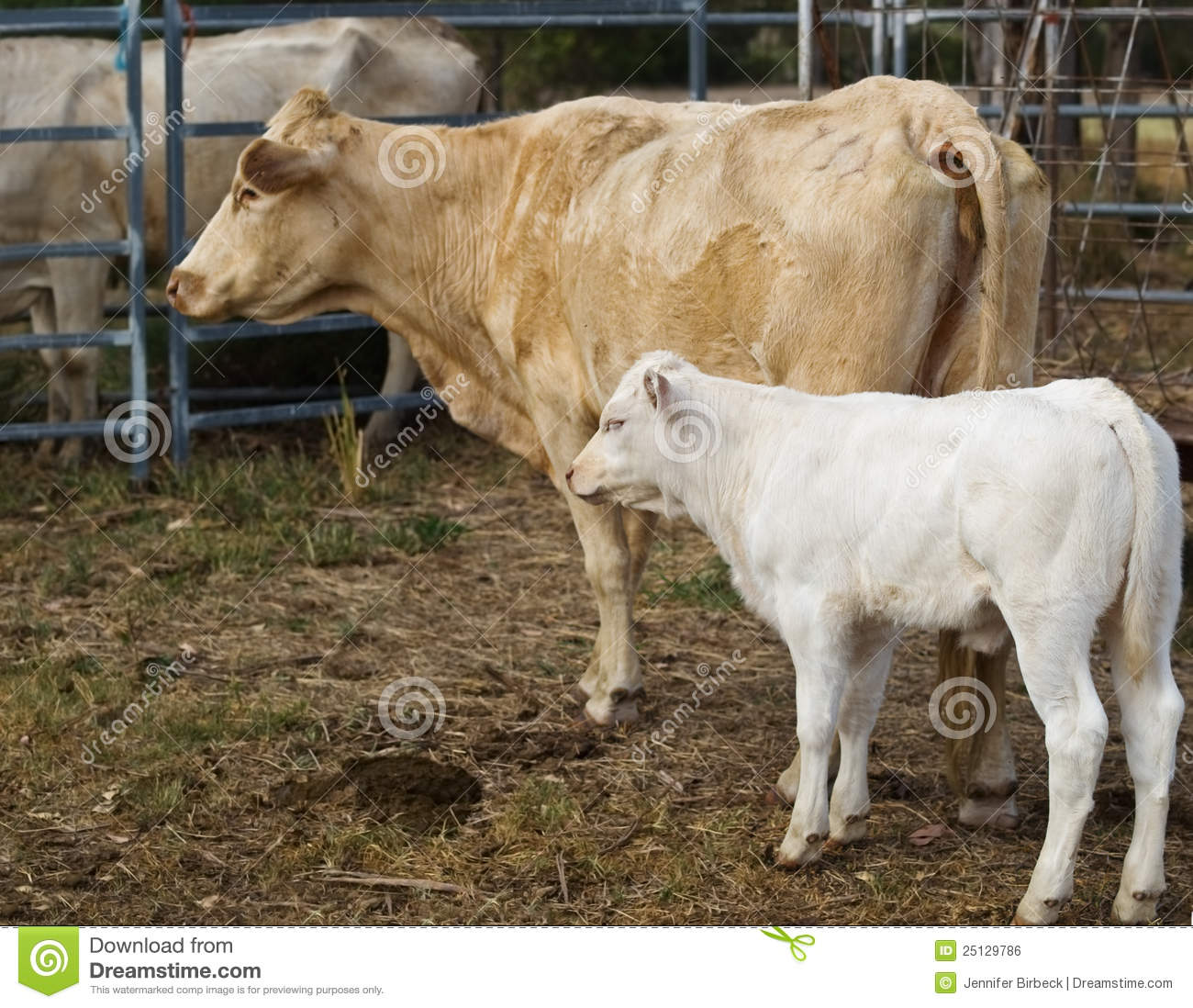 Mum Baby Cow Calf Australian Beef Cattle 25129786 Jpg