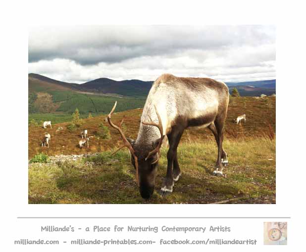 Realistic Reindeer Photo Artist Reference Images With Reindeer Antlers    