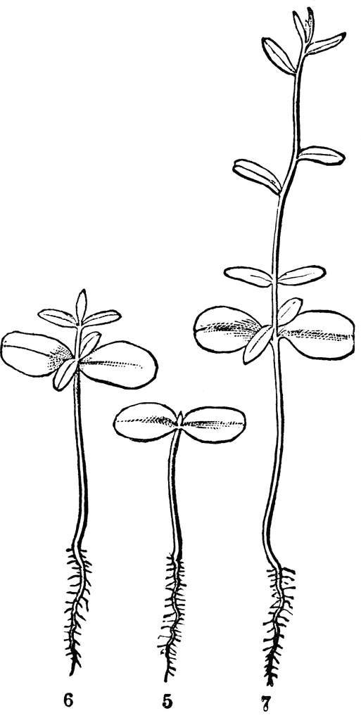 Seedling Clip Art  To Use Any Of The Clipart