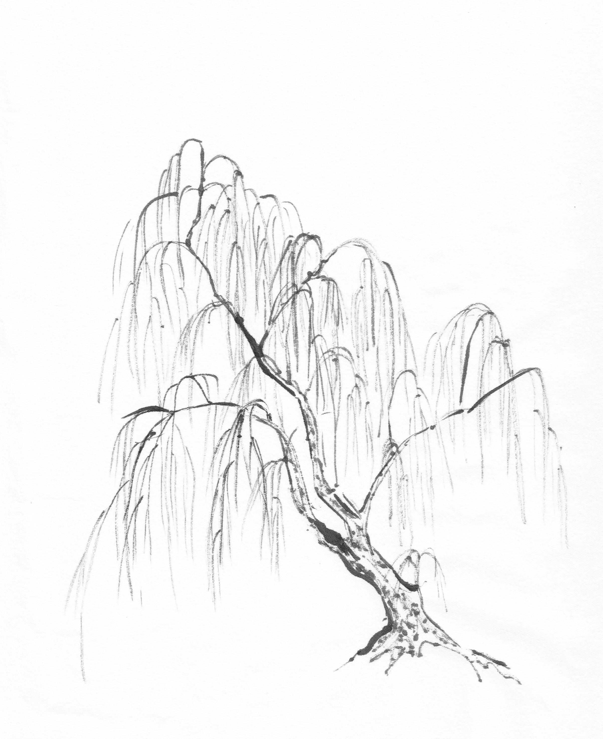 Specific Trees  Painting Willow