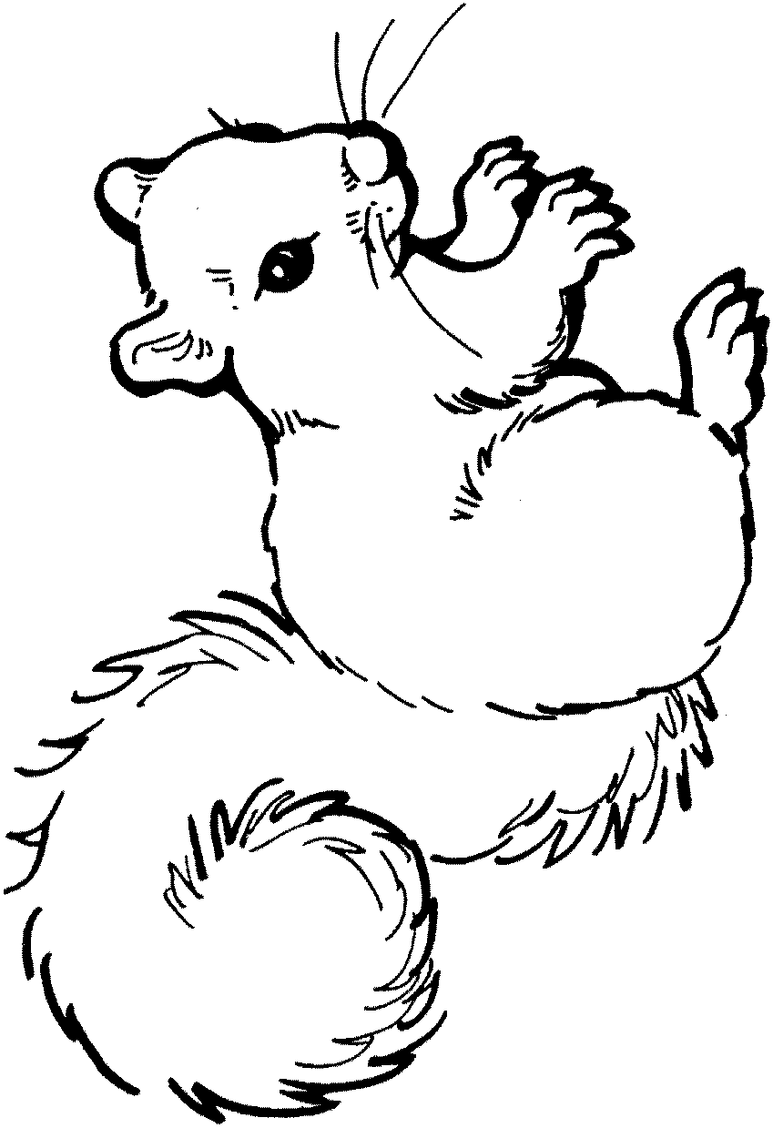 Squirrel Animal Kids Printable Coloring Pages