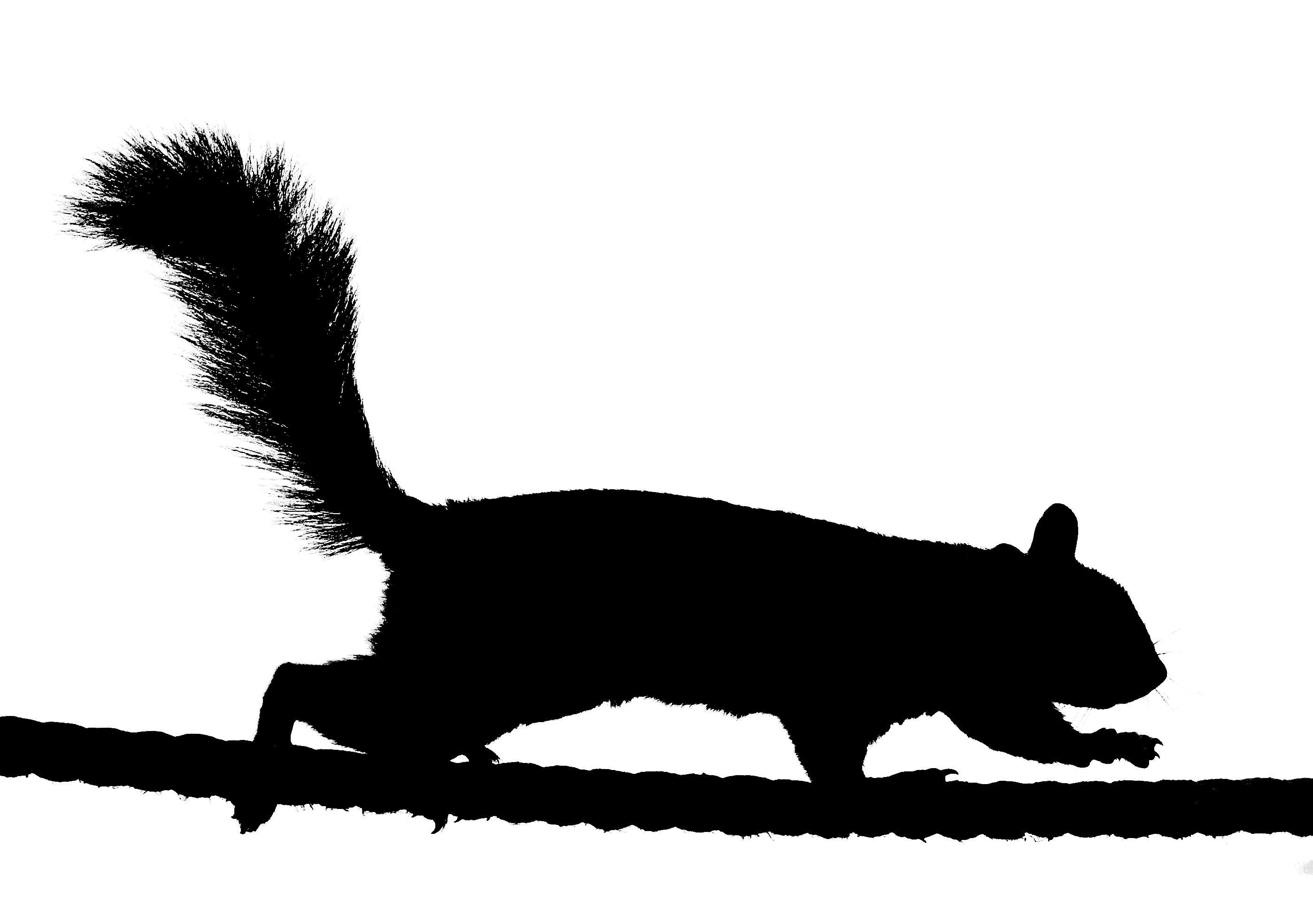 Squirrel Silhouette Clip Art   Clipart Panda   Free Clipart Images