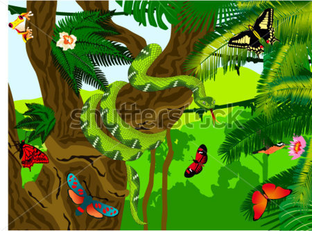 Vektor Dschungel Mit Green Snake Frosch Schmetterlinge Und Kolibris    
