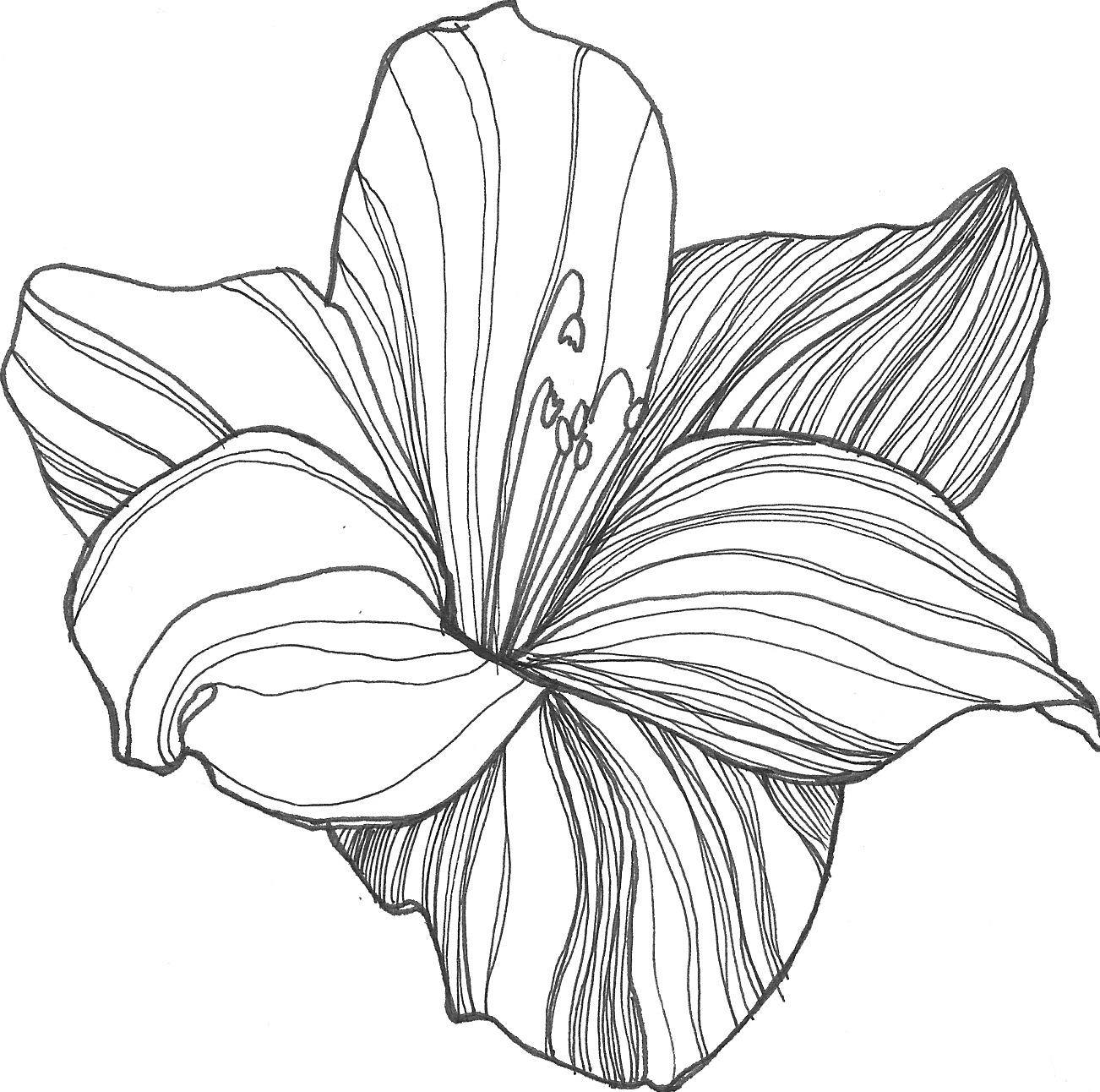 Drawings Flower