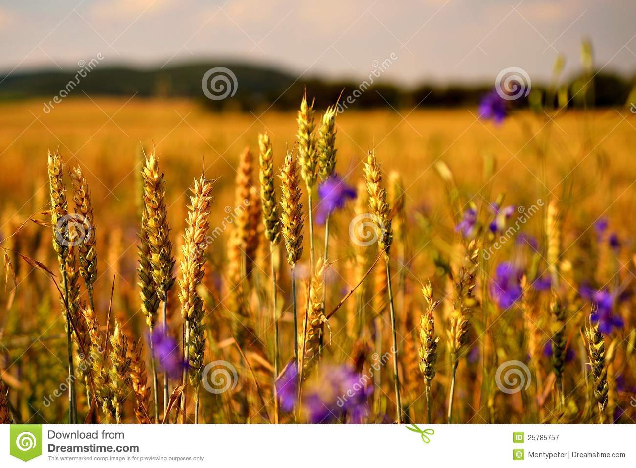 Harvest Time Royalty Free Stock Photography   Image  25785757
