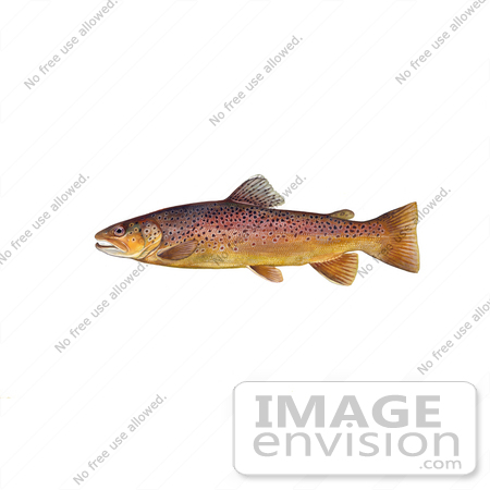20982 Clipart Image Illustration Of A Brown Trout Fish  Salmo Trutta