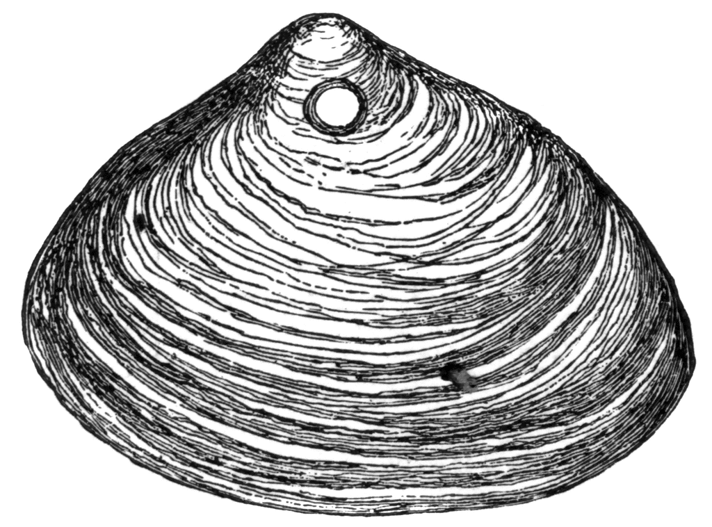 Clam Shell   Clipart Etc