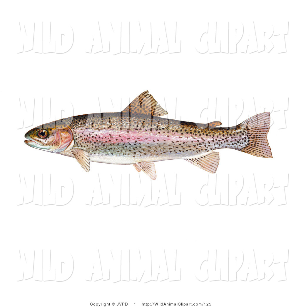 Clip Art Of A Rainbow Trout Fish  Oncorhynchus Mykiss  Swimming Left