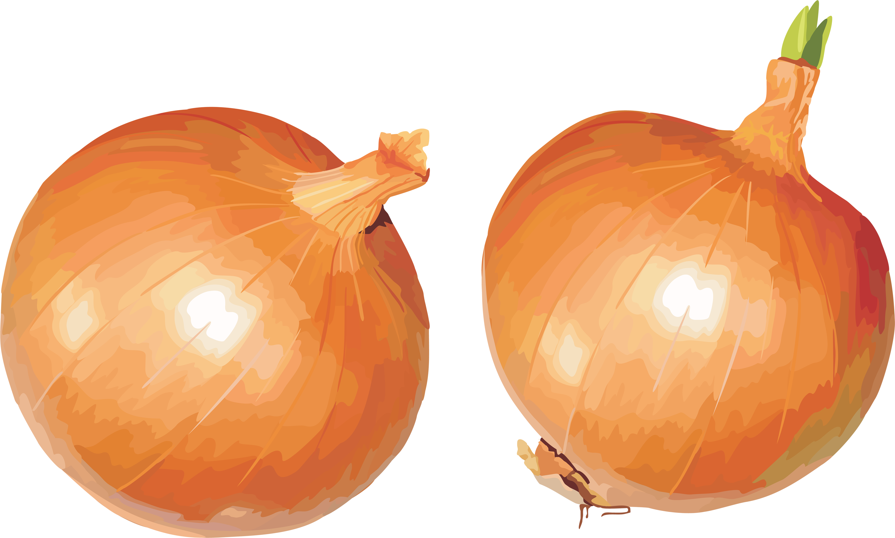 Download Png Image  Onion Png Image