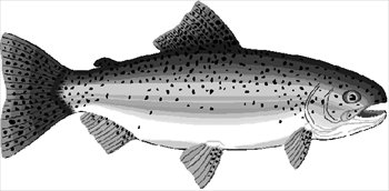 Free Rainbow Trout Clipart   Free Clipart Graphics Images And Photos