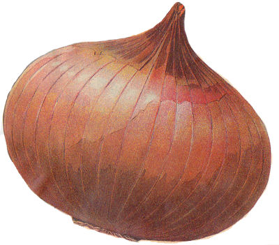 Onion   Old Fashioned Illustration Of An Onion From An Antique