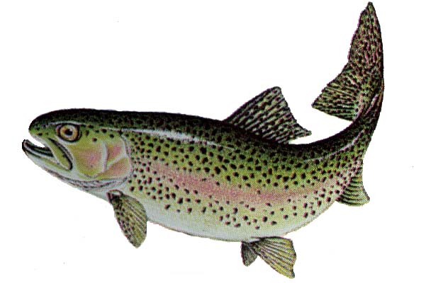 Rainbow Trout   Identifying Marks Are Black Spots On A Light Body And