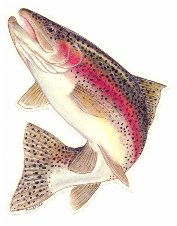 The Last Of The Southern Trout    A Southern Life