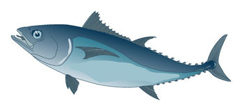 Tuna Stock Illustrations Vectors   Clipart    2059 Stock