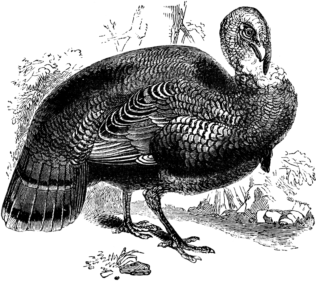 Wild Turkey   Clipart Etc