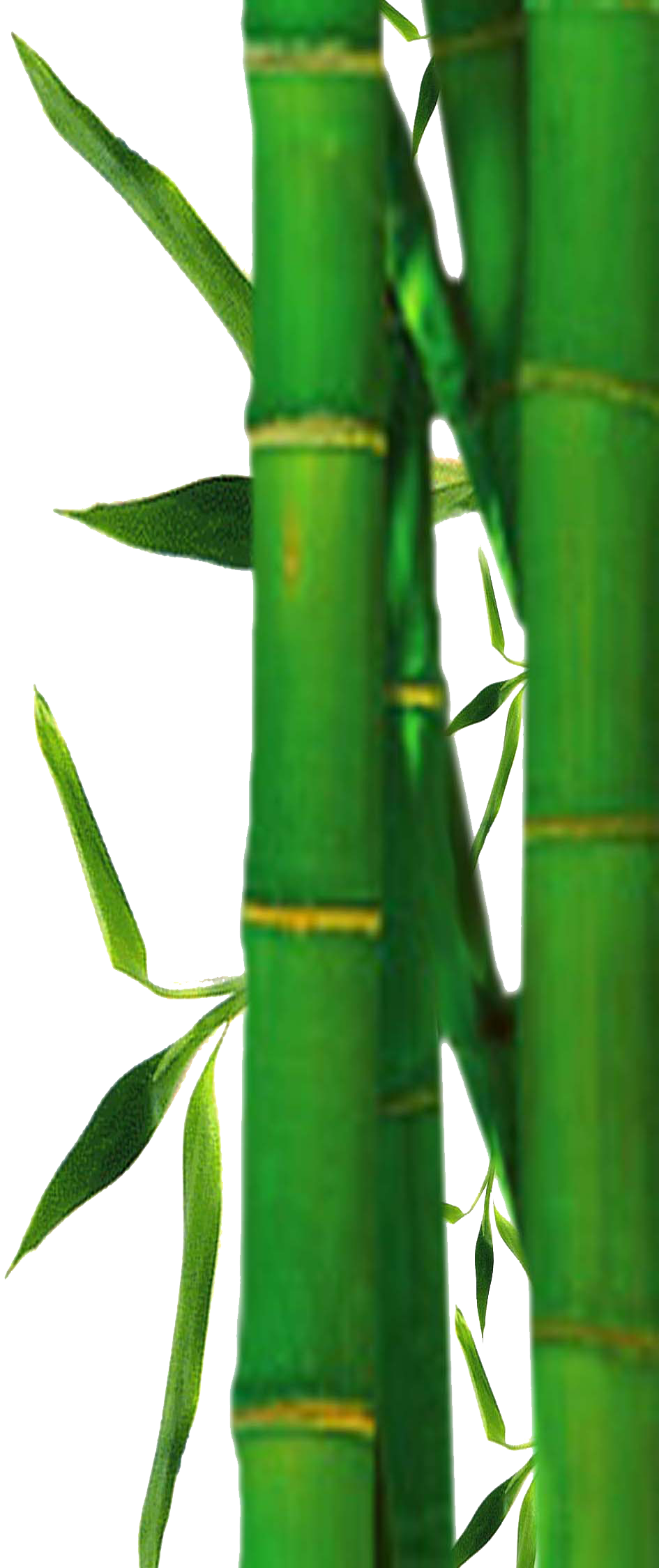 Bamboo Tree Png   Clipart Best