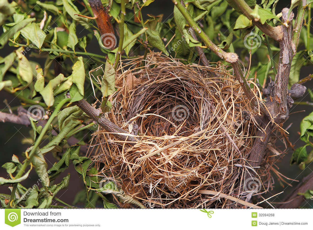 Bird Nest In Tree Clipart Empty Birds Nest In A Tree