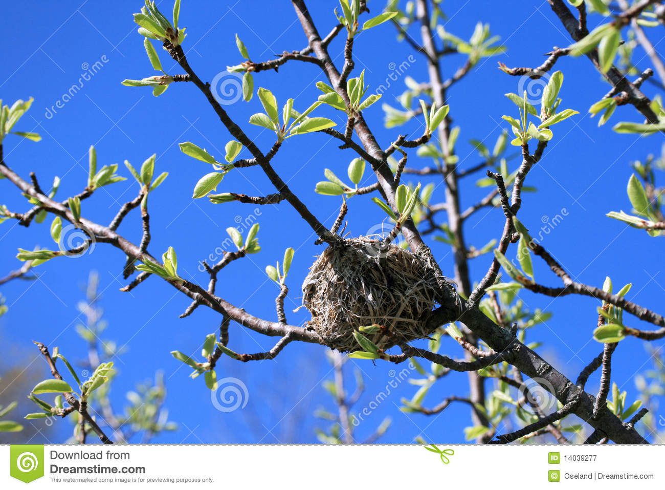 Bird S Nest In Tree